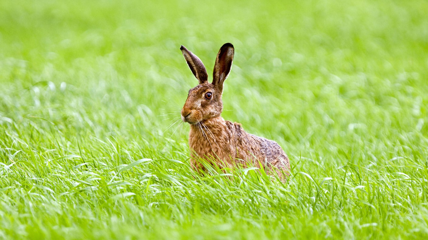 Ausgezeichnete Natur  Pflanzen  und  Tiere des Jahres 2022 